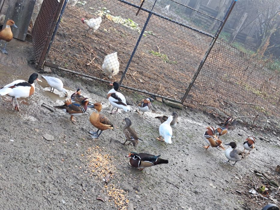 Vând rate mandarine