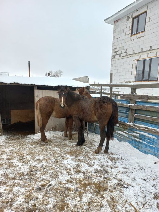 Продам 2-х согым 2 тая