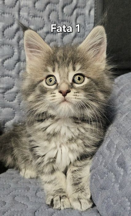 Maine Coon mascul pedigree felisa autorizata