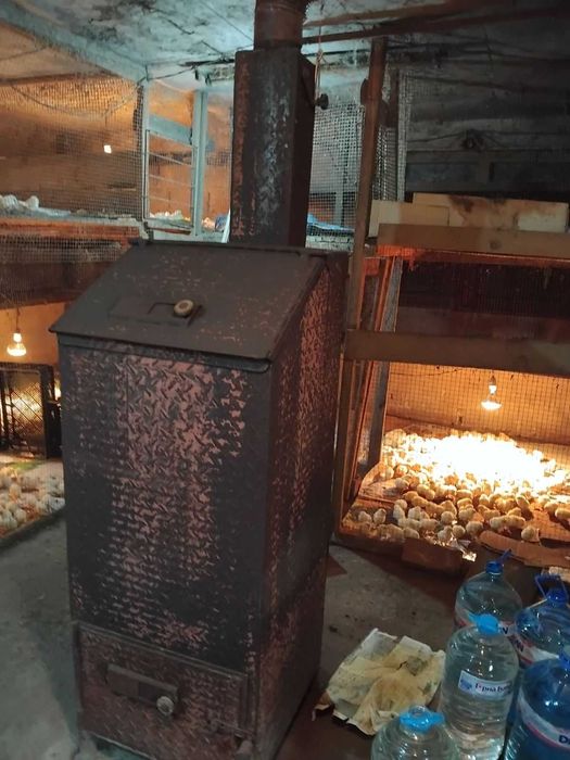 Пилета Легхорн Декалб от Чехия на един ден! С всички ваксини -4,50лв