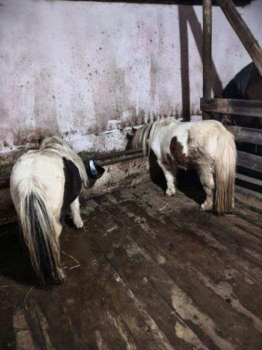 Vând poneiță talie mică