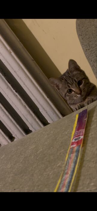 Мысық.     Кошка