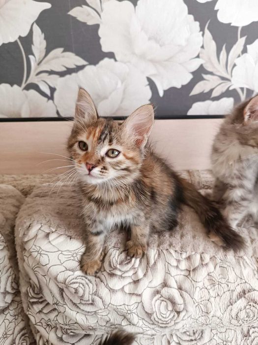 Отдам котят в добрые руки