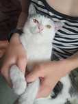 Кошка и кот отдам даром