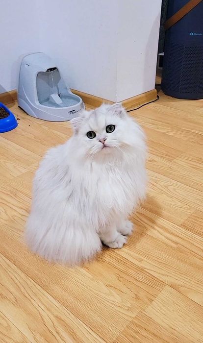 Scottish straight longhair pedigree exemplar superb, bijuterie