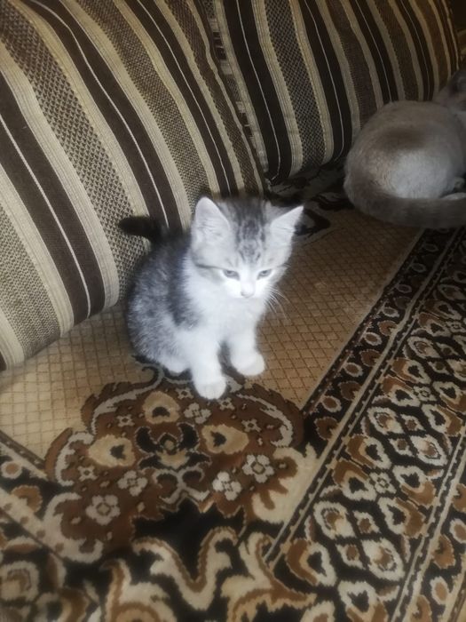 Котята, отдам  даром