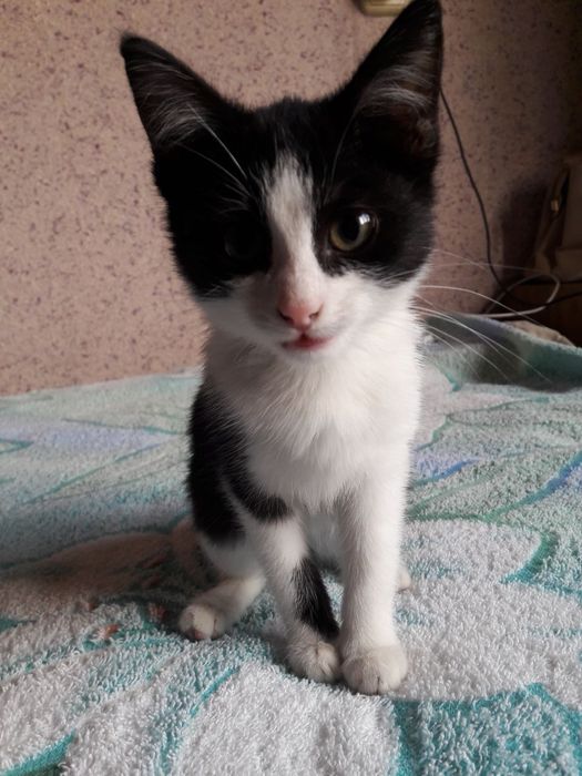 Хадяга мушукча лотиги билан