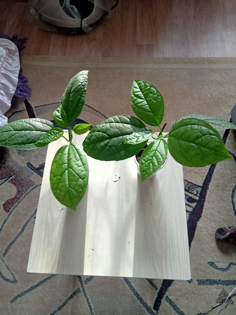 Продам клеродендрум глаксиньи