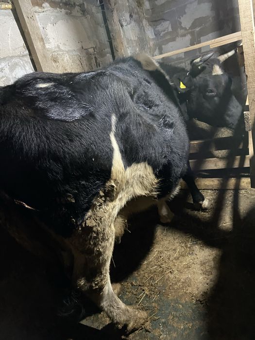 Продам стельную молочную корову. Буаз сиир сатылады