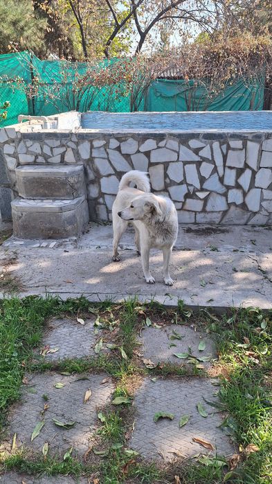 Отдам собаку в хорошие руки!