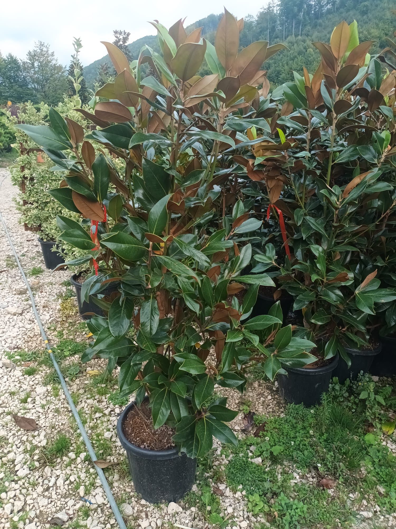 Vând photinia plantă pentru gard viu veșnic verde