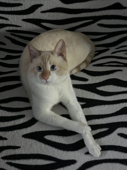 Отдам в хорошие руки, кот