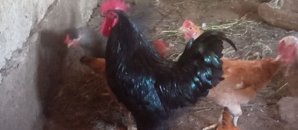 Продам породистого петуха