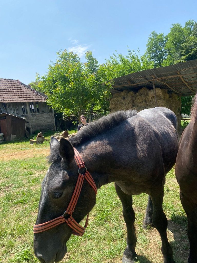 De vânzare mânz percheron