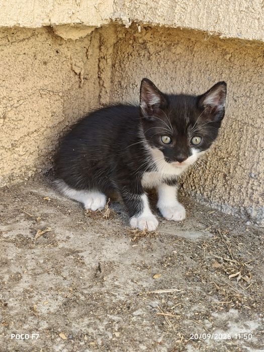 Pui de pisici 4 bucati