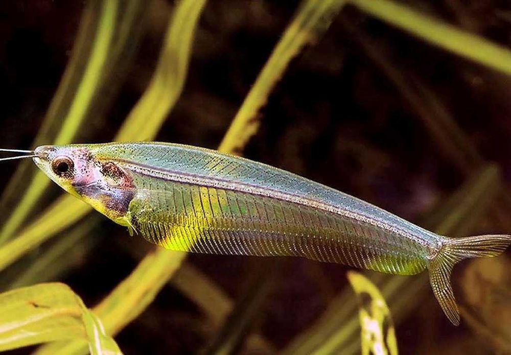 Азиатский Сом или Стеклянный Сом !!!