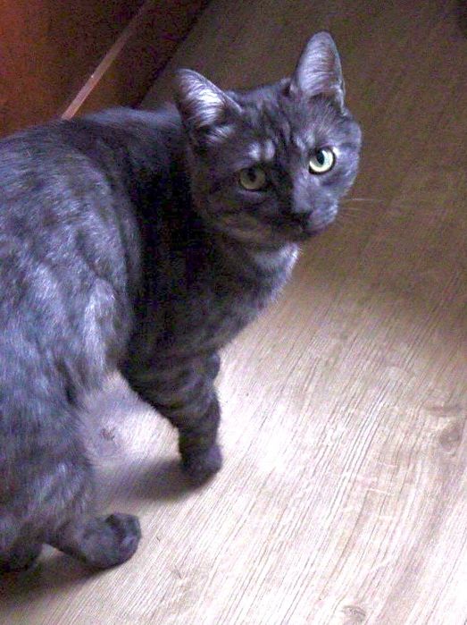 Молодой кастрированный и привитый котик Бруно с доставкой