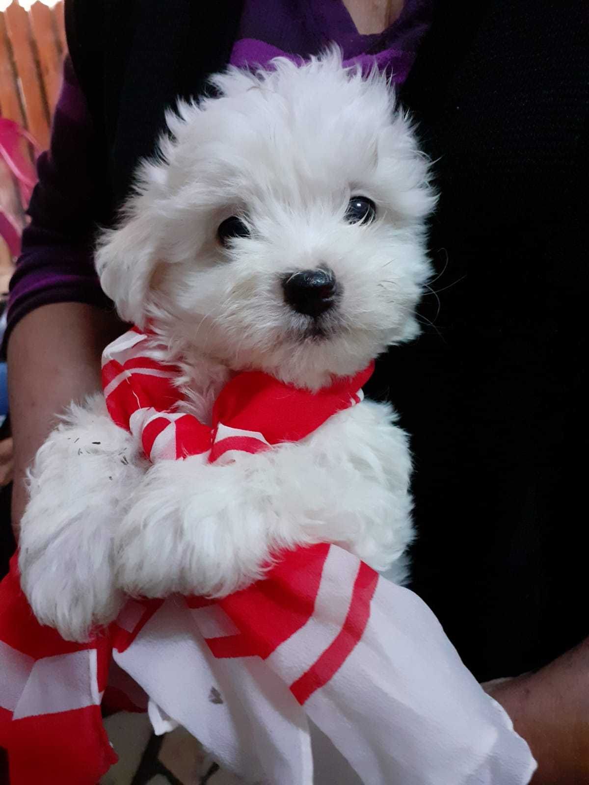 Bichon Maltese Catelusi Pedigree