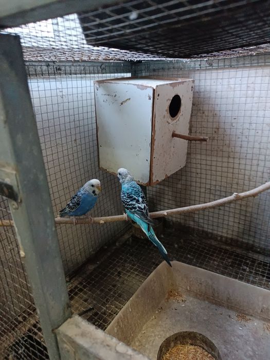 Продаётся взрослые пары волнистых попугай