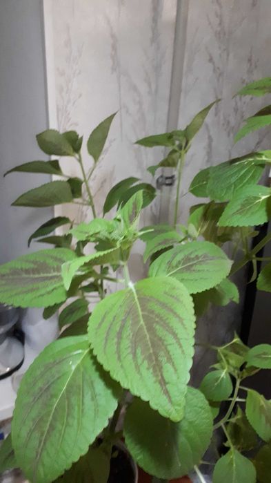 Колеус Скарлет Визард. Комнатные цветы