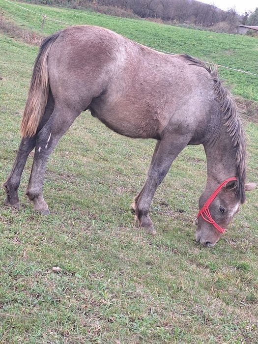 De vânzare manz de 8 luni  .