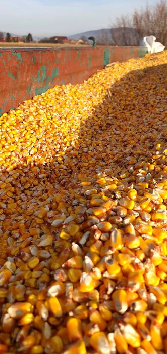 Porumb boabe , porumb boane , porumb pioneer