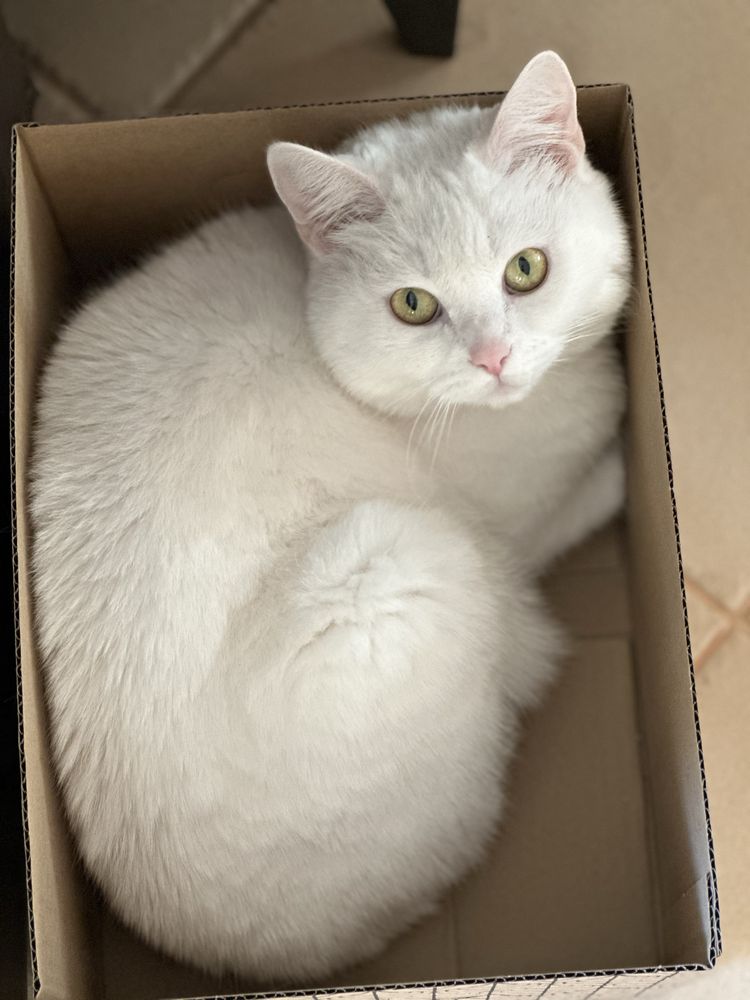 Гальовна и много кротка котка
