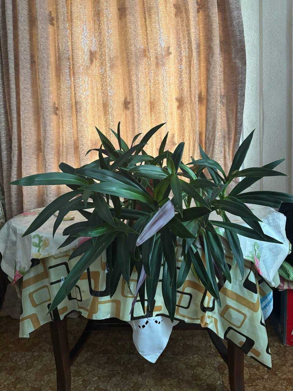 Комнатные цветы продаются