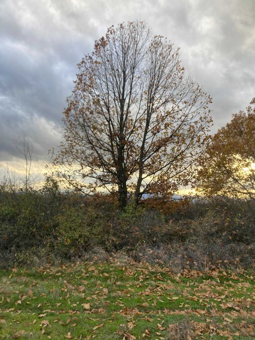 Продава се Парцел в Първомай - 2320 кв.м за 3 €/кв.м - Снимка #4