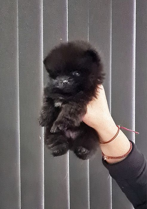 Померан мини мъжко и женско