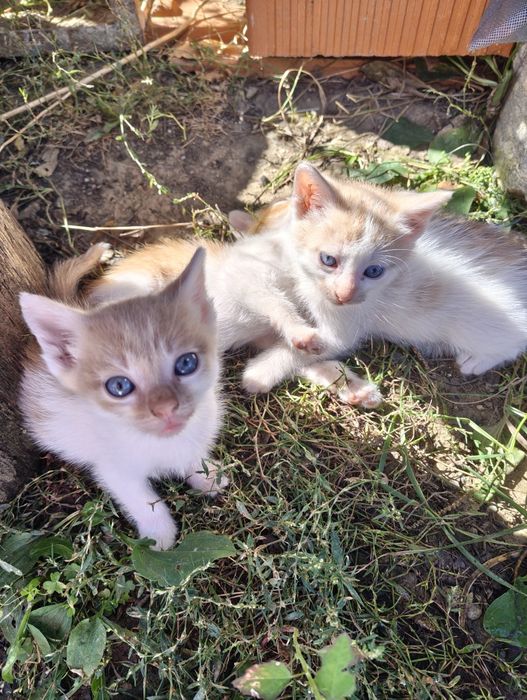Spre adopție pisoi drăgălași