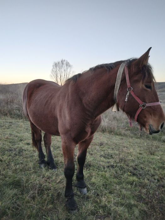 Vând manza de 2 ani jumate