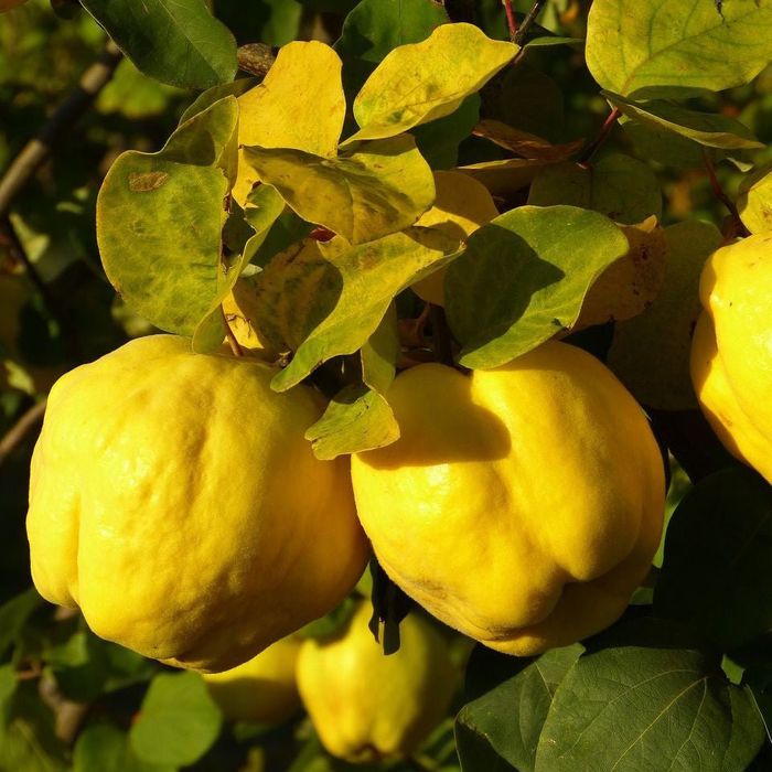 Vând puieți de gutui altoiți soi mare