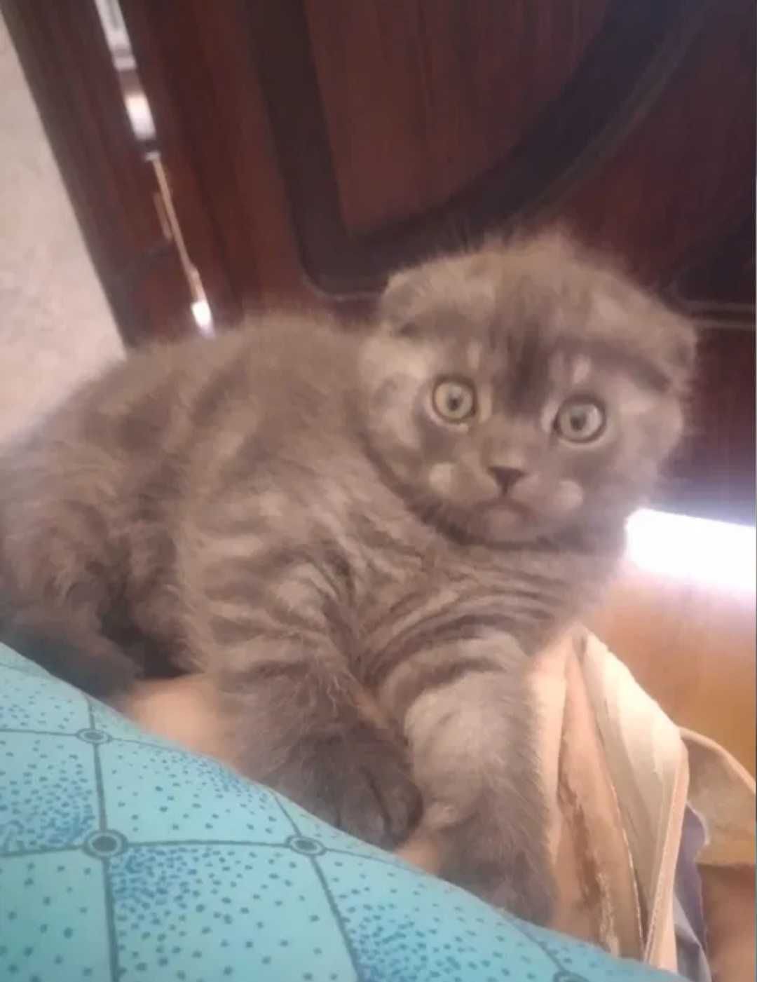 Продаётся вислоухий котёнок от правильной вязки.
