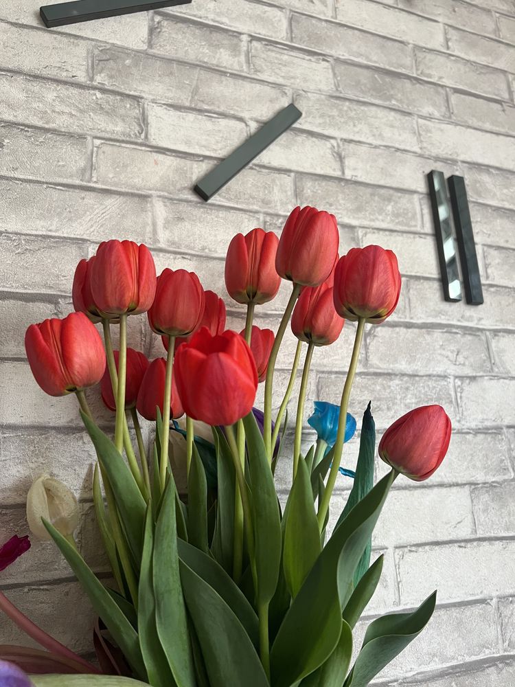 Садовые тюльпаны
