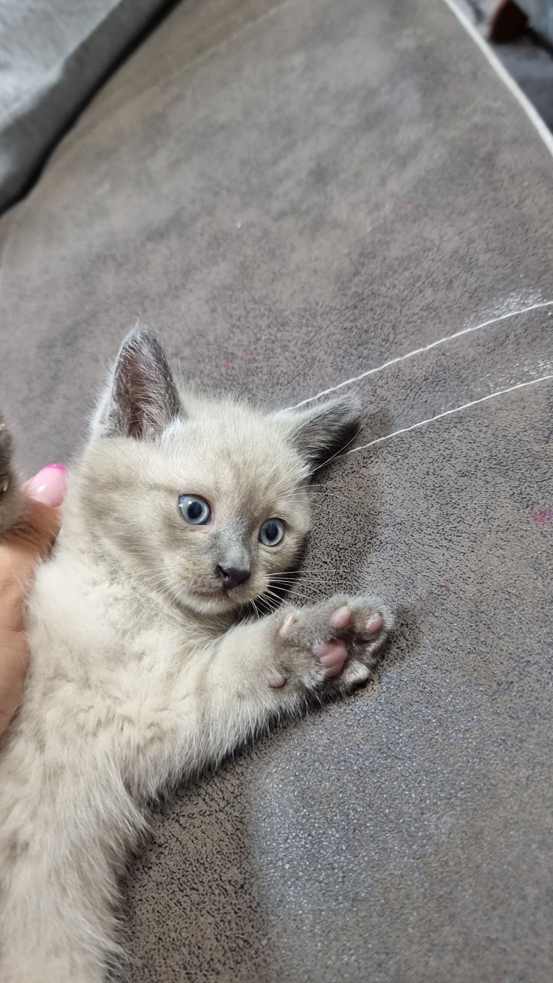 Продаётся сиамский котёнок