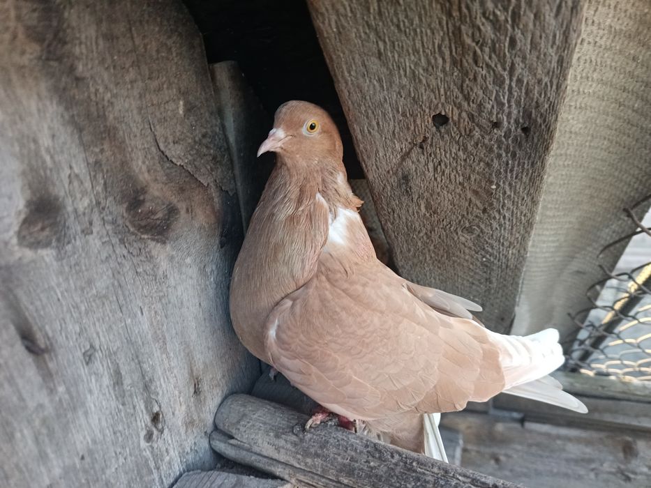 Голуби бабочки продам