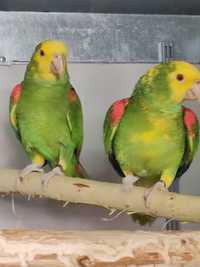 Papagali Amazonieni Perechi Formate