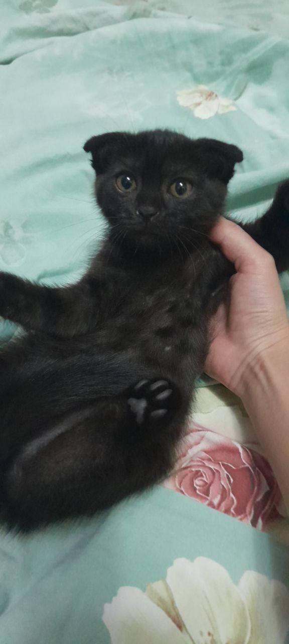 Веслоухая! котёнок 2,5 месяца