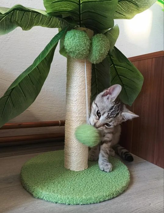 Новая когтиточка с доставкой