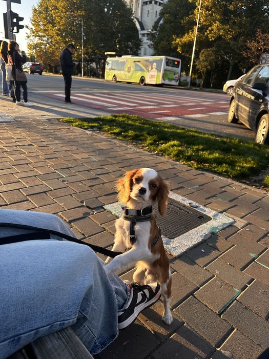 Cavalier King Charles Spaniel