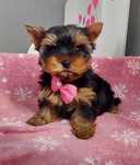 Yorkshire terrier de vanzare talie mini ideal pentru apartament