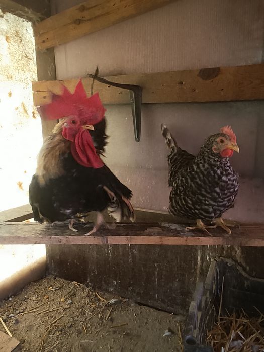 Pereche chabo și o găinușă pitica comuna