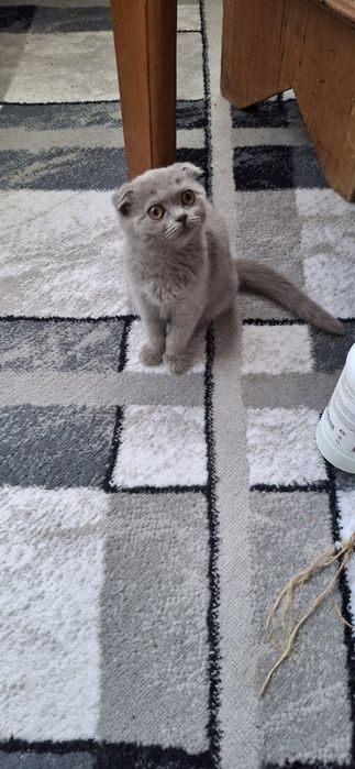 Продаётся шикарный котёнок шотландский вислоухий скоттиш фолд девочка