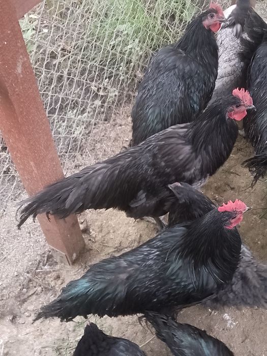 Cocoși australorp !