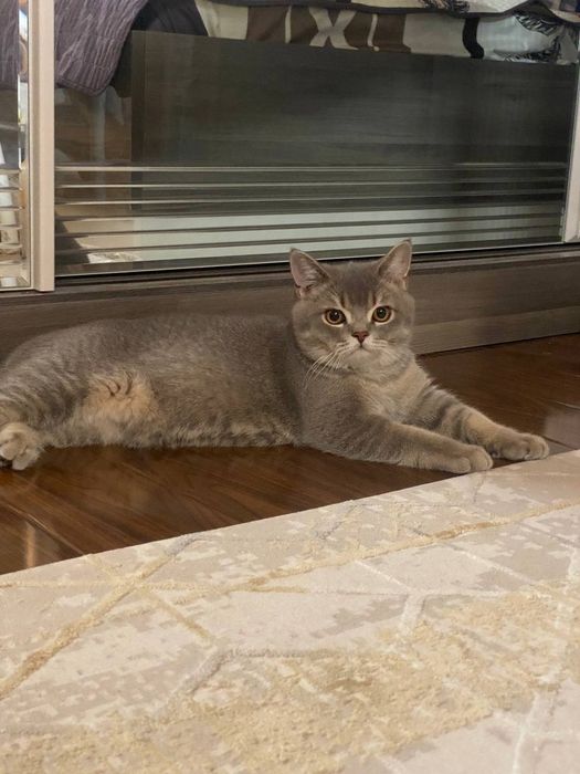 TEKIN vyazka shinshilla