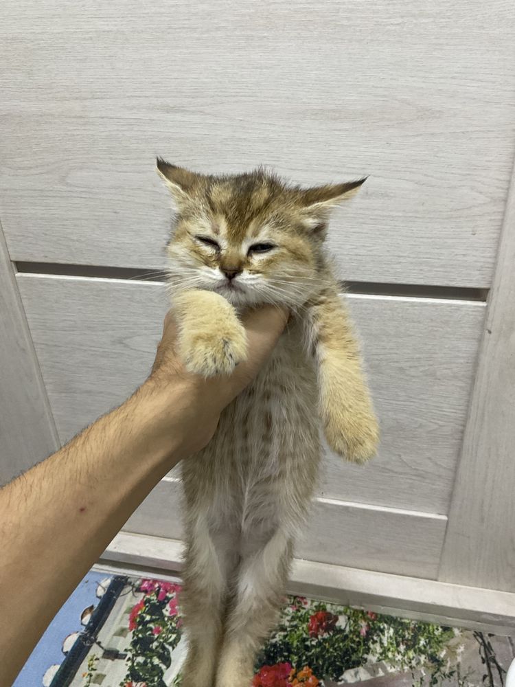 котята скоттиш фолд и вислаухие