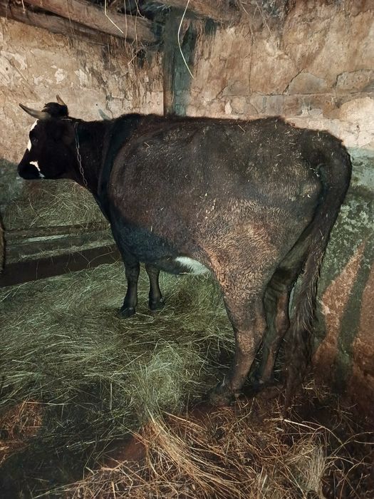 Продам двух стельных  коров на развод