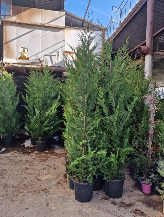 Leylandii 2.3m - 2.5m/ calitate premium/ la cel mai mic preț
