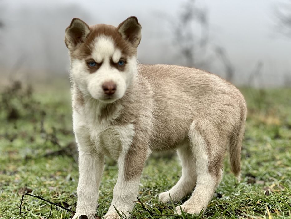 Femela husky(exemplar deosebit)!